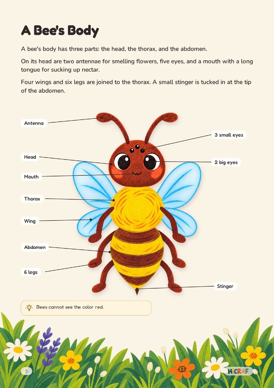 A Bee&#x27;s Body